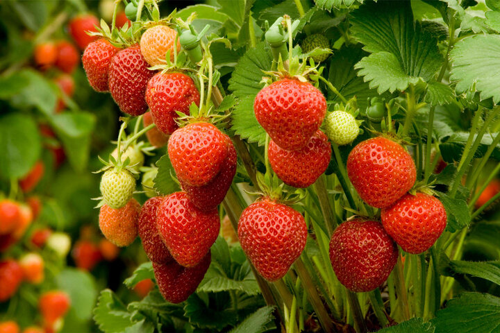 روایت طلای سرخ کردستان در دل مزارع سرسبز