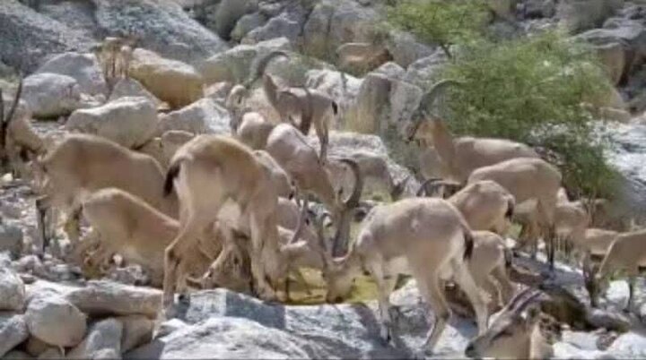 آب‌رسانی مستمر به حیات وحش پارک ملی هفتاد قله اراک