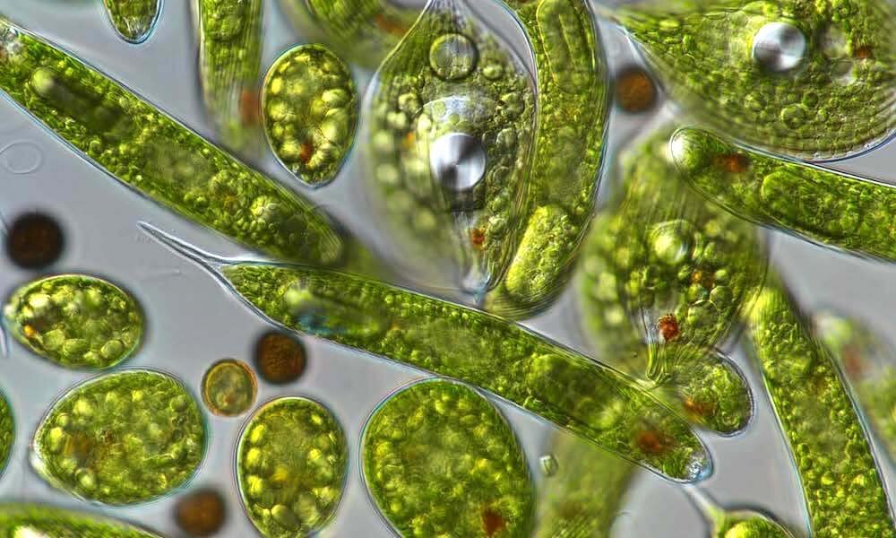 از جلبک تا خودترمیمی