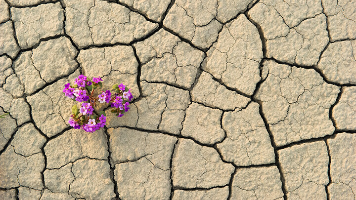 عبور هوشمندانه از بحران‌ها با تربیت افراد تاب‌آور