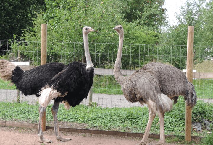 پرورش شترمرغ؛ صنعتی نوین با آینده‌ای روشن در کشور