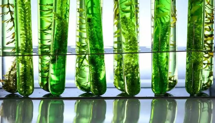 تولید کیسههای بیوپلاستیک با جلبک و نشاسته