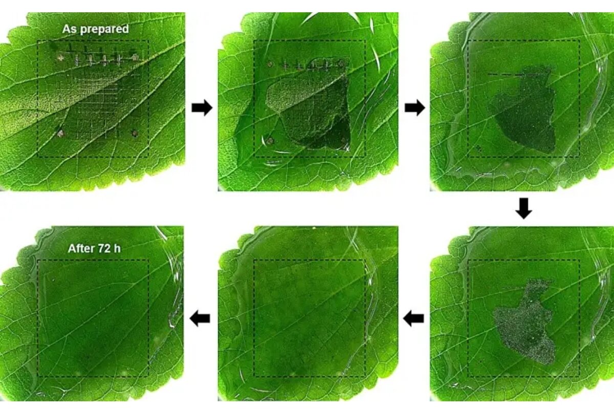 پایان زباله‌های الکترونیکی با حافظه‌های زیستی خودتخریب‌پذیر