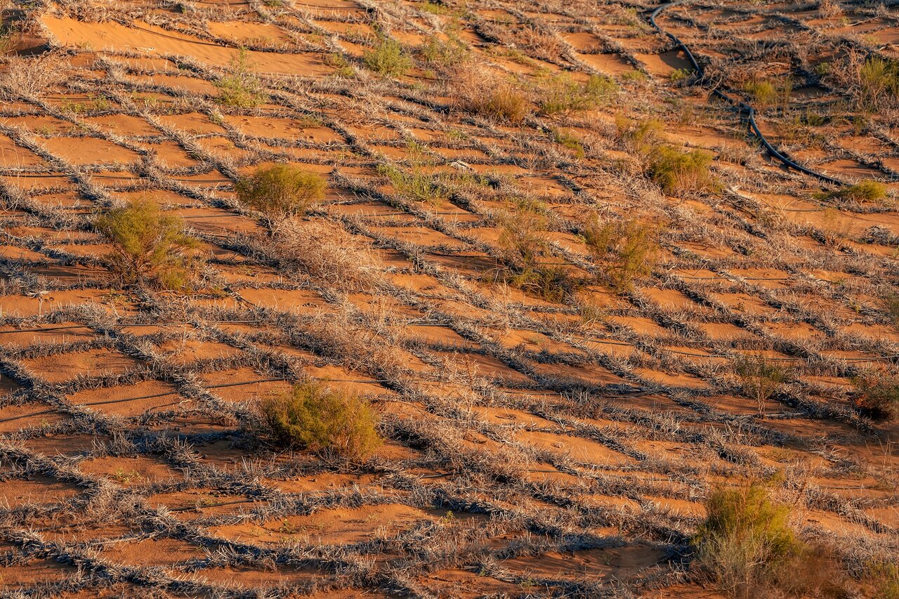 مهار بیابان بزرگ چین با کمربند سبز