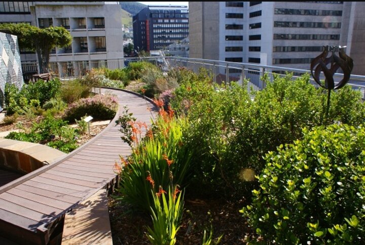 کیپ‌تاون پیشرو در باغ‌های سقفی پایدار آفریقا