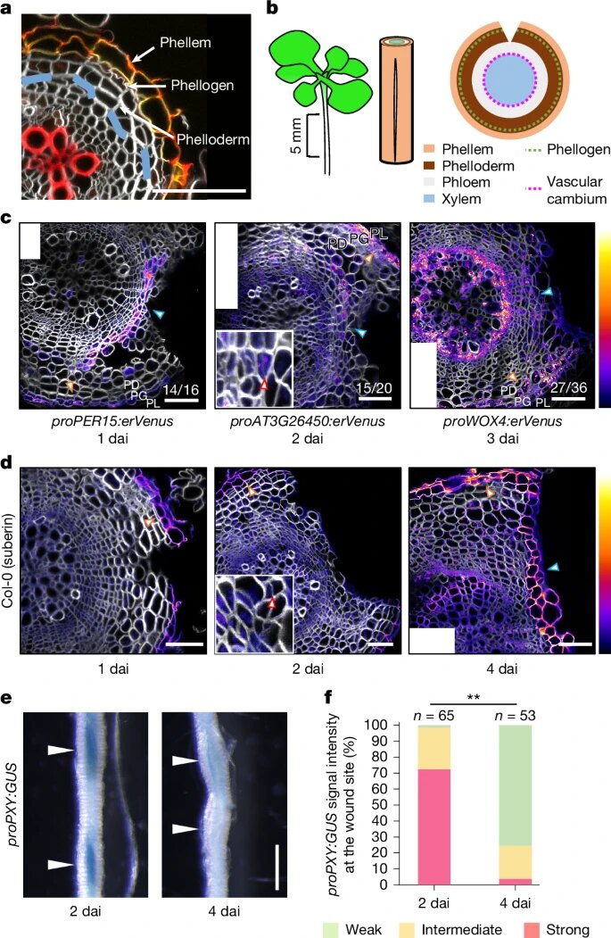 نظارت گیاهان با حس گازها