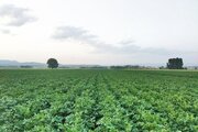 چگونه با آفات و بیماری‌های زمین‌های کشاورزی مبارزه کنیم؟
