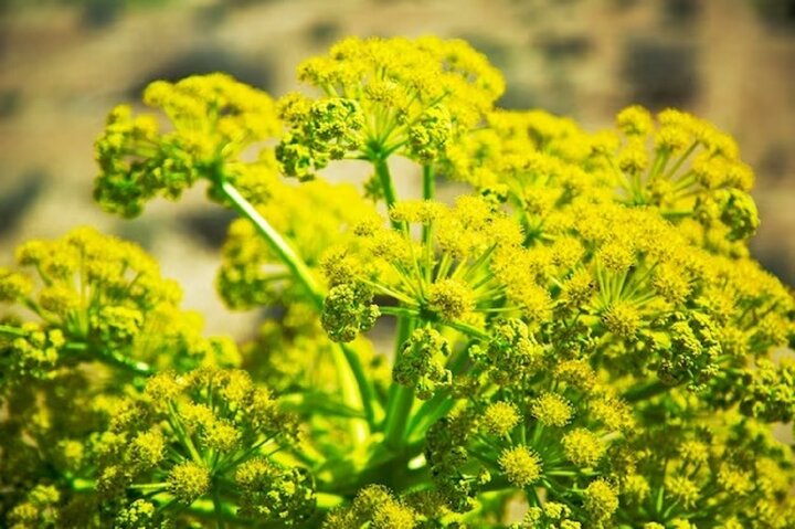 گیاهان از نشانههای گازی برای ترمیم استفاده میکنند گیاهان از نشانههای گازی برای ترمیم استفاده میکنند