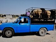 کشف احشام و الوار جنگلی قاچاق در جاده خلخال - اسالم