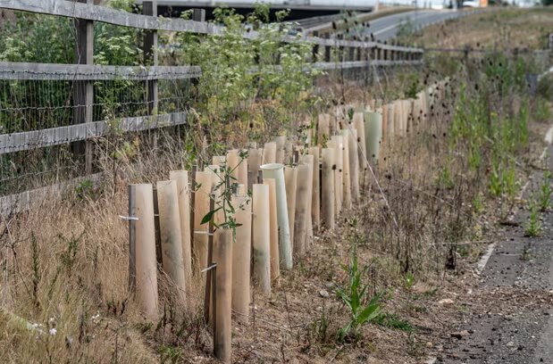 وعده افزایش تنوع زیستی که به فاجعه محیط‌زیستی تبدیل شد