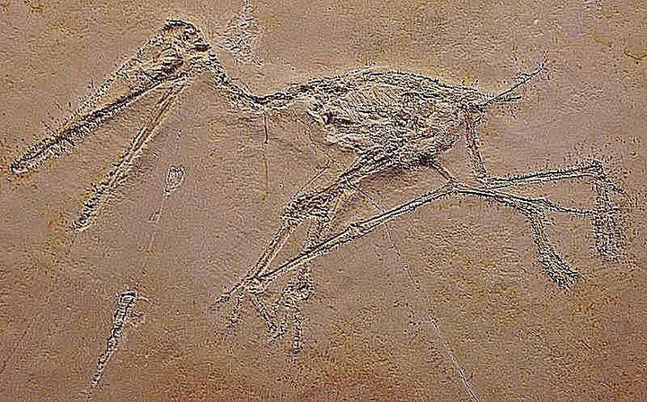 کشف قدیمی‌ترین پتروداکتیل آمریکای شمالی