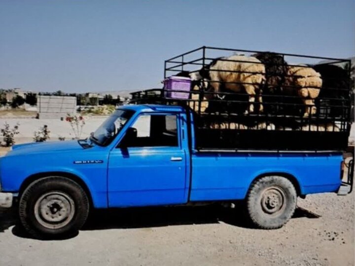 کشف احشام و الوار جنگلی قاچاق در جاده خلخال - اسالم