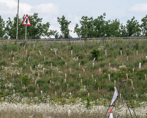 وعده افزایش تنوع زیستی که به فاجعه محیط‌زیستی تبدیل شد