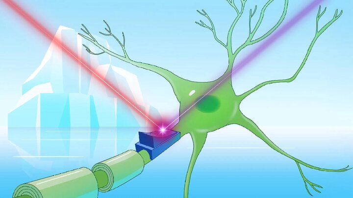 پروتئین‌های نوری قطبی؛ کلید روشن و خاموش‌کردن سلول‌های مغز با نور