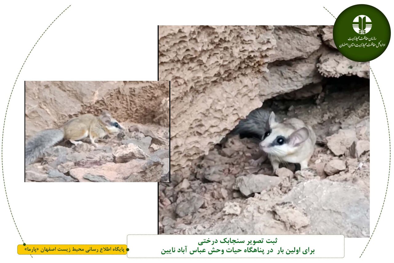 اولین ثبت تصویر سنجابک درختی در حیات وحش عباسآباد