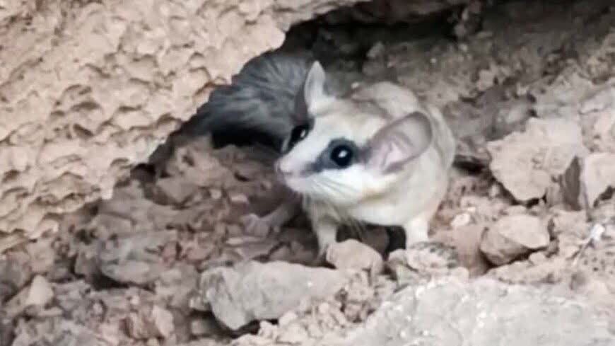 تدوین استانداردهای زیست محیطی فلرینگ/ لزوم اجرای سند جامع کاهش آلودگی هوا