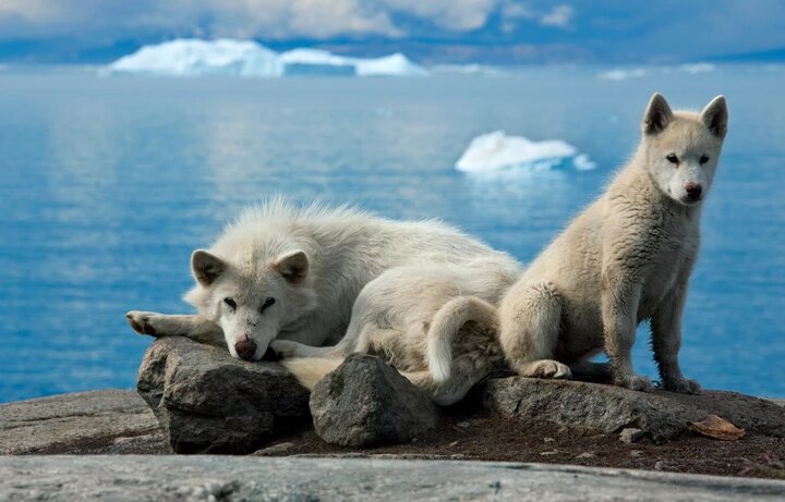 DNA باستانی راز سگ‌های گرینلند را فاش کرد