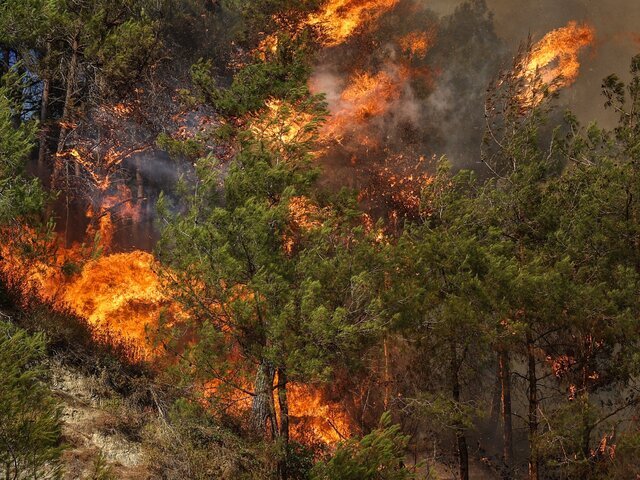 فعال بودن سیستم دیده‌بانی هوشمند در جنگل‌های گلستان