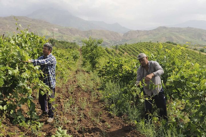 فائو چهار نظام میراث کشاورزی مهم جهانی ثبت کرد/ ایران رتبه چهارم دنیا در ثبت جیاس