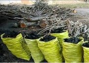 محکومیت، تاوان قاچاقچی زغال بلوط