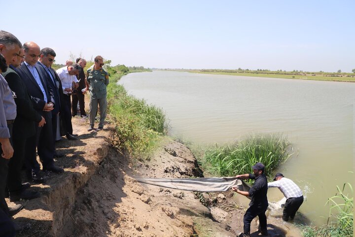 رهاسازی بچه‌ماهی نادر «شیب» در سفیدرود؛ گامی کلیدی در احیای تاس‌ماهیان خزر