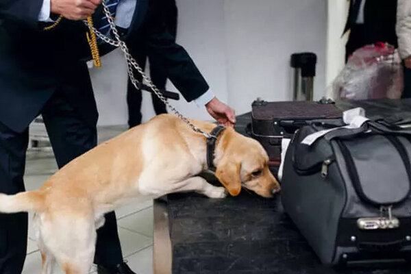 یک سگ در حال بو کشیدن ساک دستی یکی از مسافران در قسمت بازرسی امنیتی فرودگاه