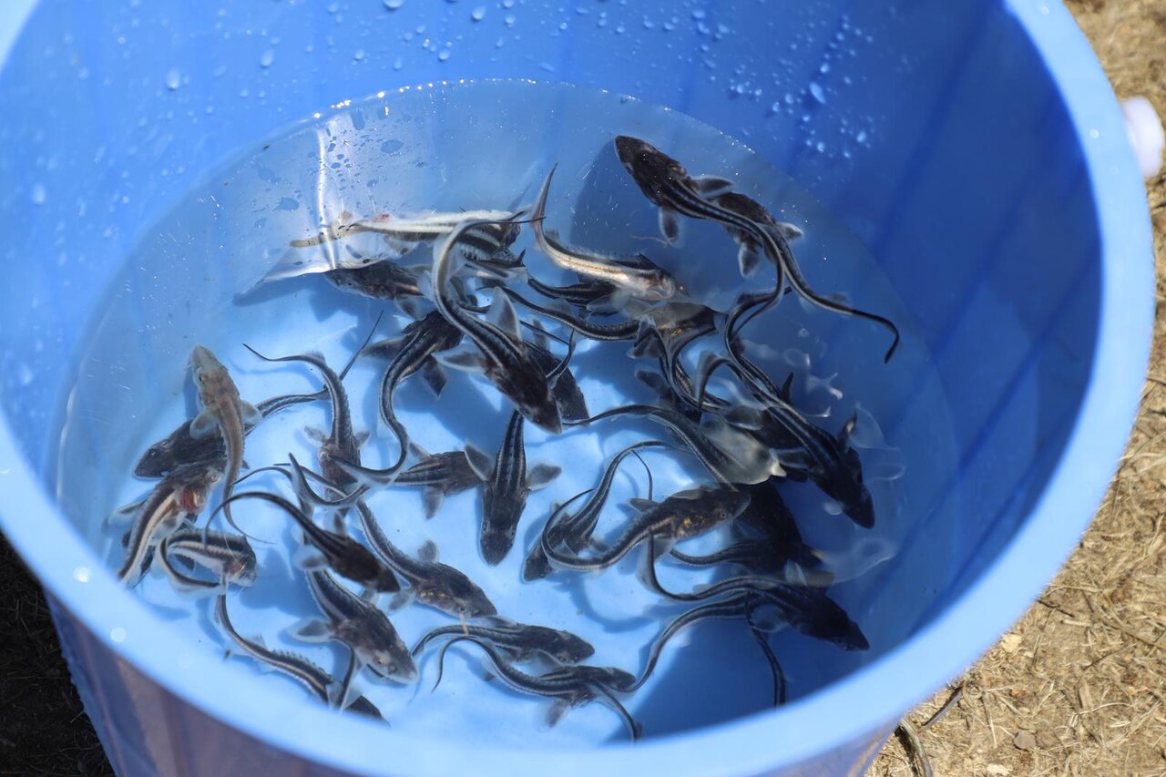 رهاسازی بچه‌ماهی نادر «شیب» در سفیدرود؛ گامی کلیدی در احیای تاس‌ماهیان خزر