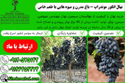 نهال انگور موندراپ- باغ مدرن به همراه میوه هایی با طعم خاص