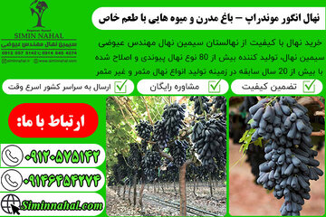 نهال انگور موندراپ- باغ مدرن به همراه میوه هایی با طعم خاص