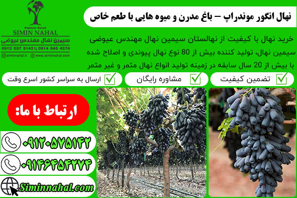 نهال انگور موندراپ- باغ مدرن به همراه میوه هایی با طعم خاص نهال انگور موندراپ- باغ مدرن به همراه میوه هایی با طعم خاص