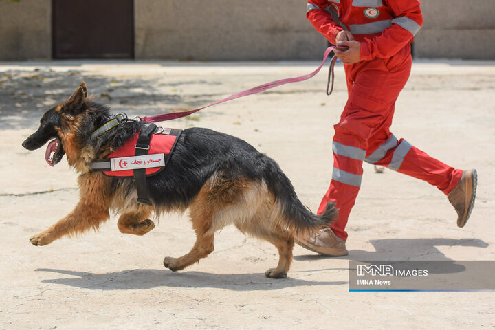 سگ‌های جست‌وجو و نجات جمعیت هلال احمر