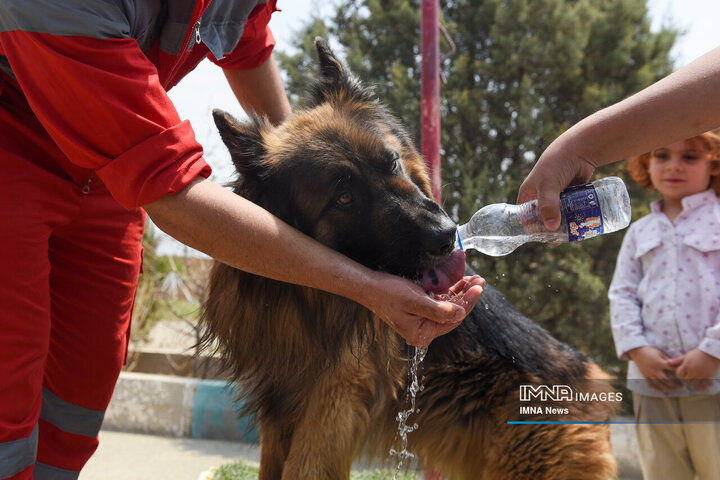 سگ‌های جست‌وجو و نجات جمعیت هلال احمر