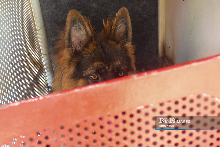 سگ‌های جست‌وجو و نجات جمعیت هلال احمر