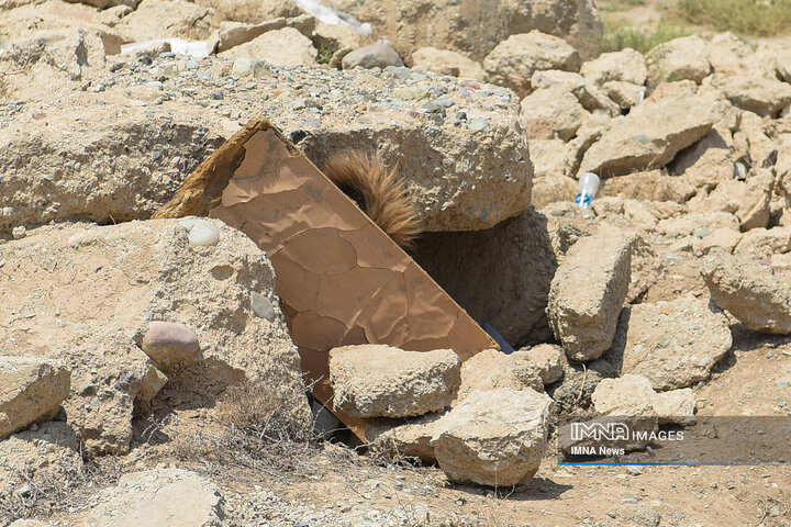 سگ‌های جست‌وجو و نجات جمعیت هلال احمر