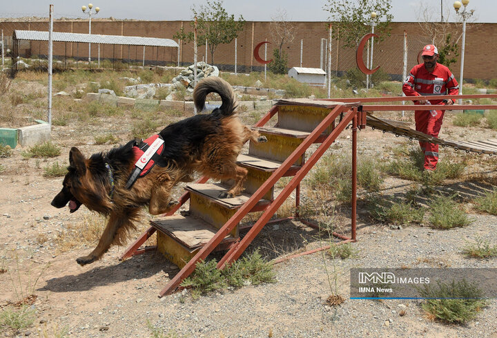تابلوی ورود ممنوع حیوانات خانگی در فضاهای عمومی زنجان نصب می‌شود