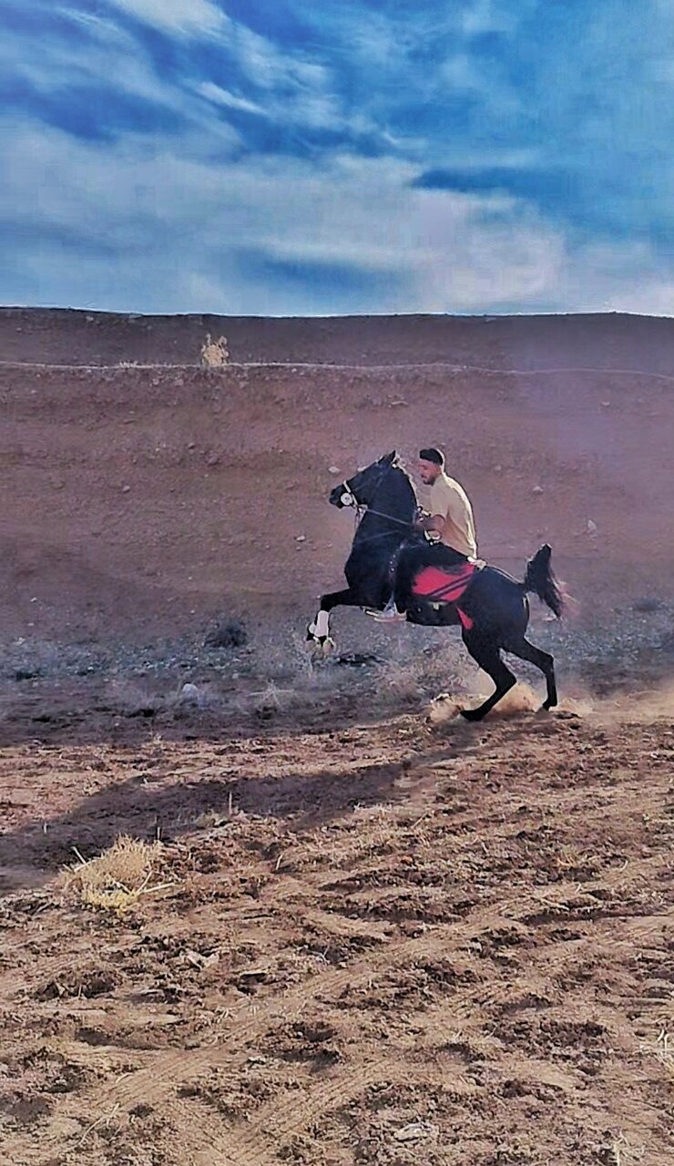 اسب ایرانی؛ از ریشههای کهن تا فرصتهای مغفول صنعت ملی