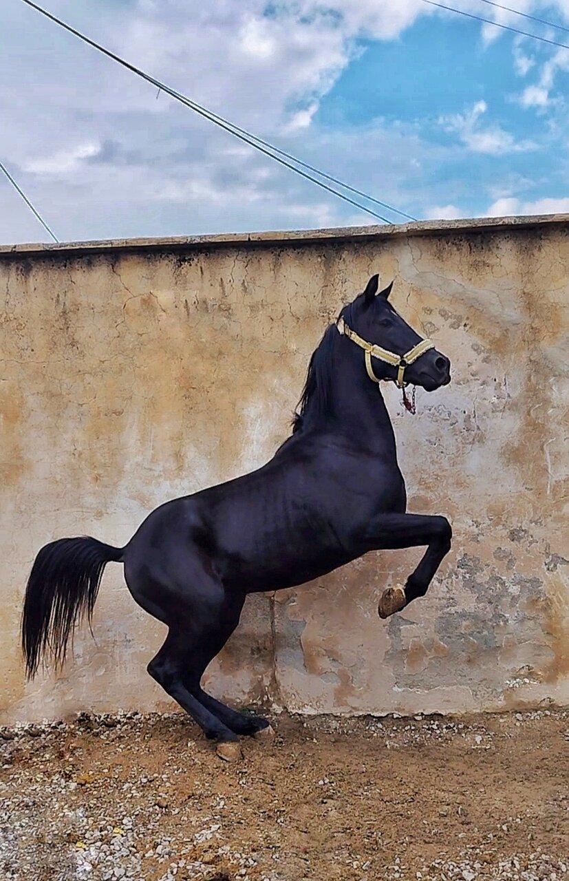 اسب ایرانی؛ از ریشههای کهن تا فرصتهای مغفول صنعت ملی