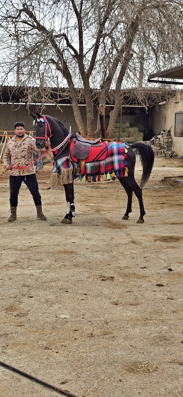 اسب ایرانی؛ از ریشه‌های کهن تا فرصت‌های مغفول صنعت ملی