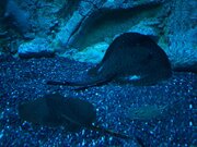 تولد سفره‌ماهی‌ در شرایط مطلوب آکواریوم ناژوان اصفهان