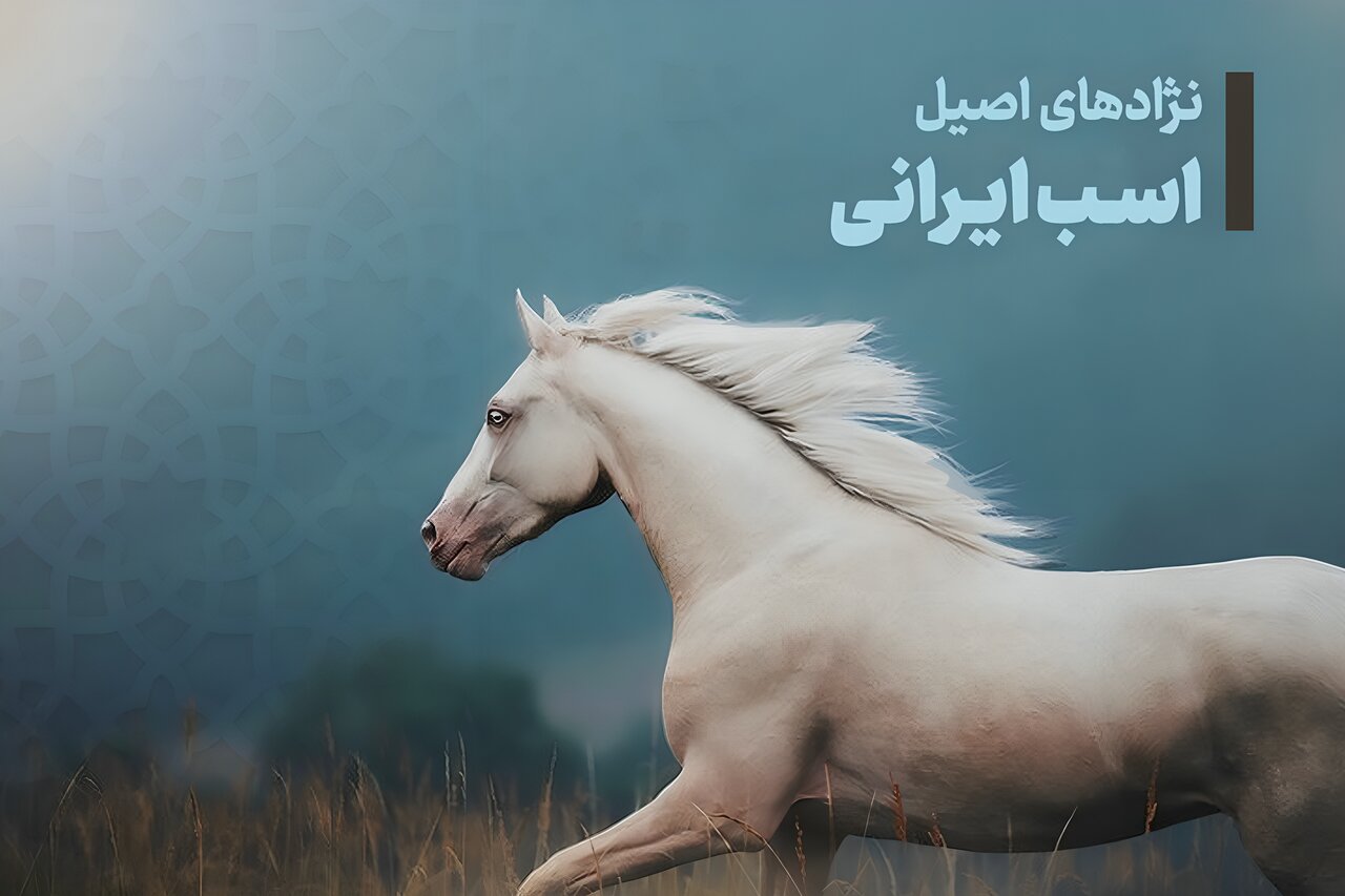 نژادهای اصیل اسب ایرانی؛ معرفی ۶ نژاد برتر