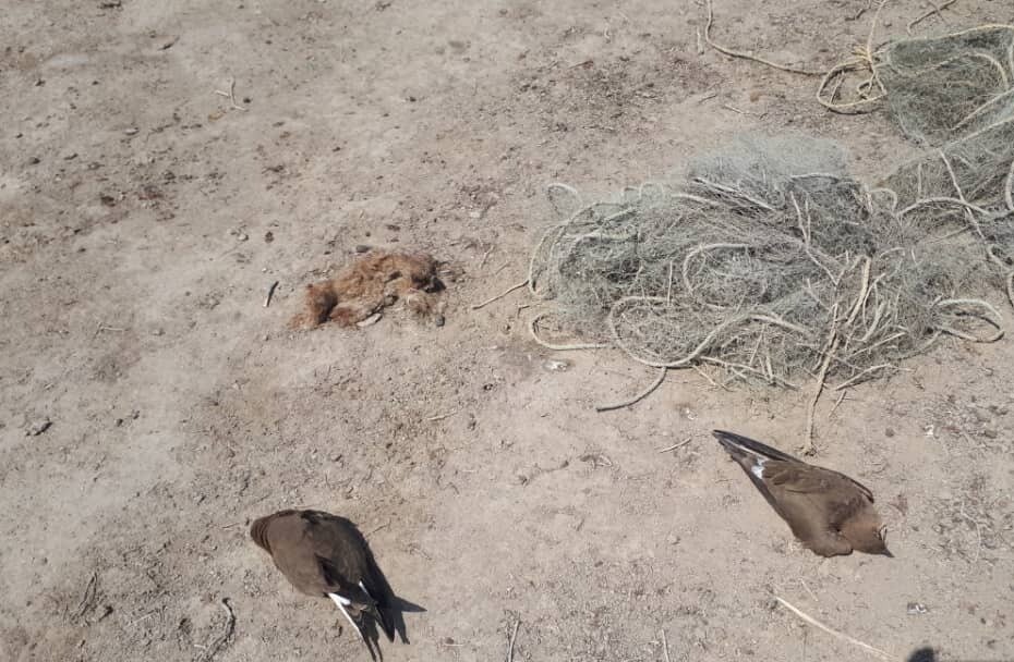 خلیج گرگان در گوشه رینگ حملات انسانی / این بار آلایندهها خلیج را به مرگ تهدید میکند