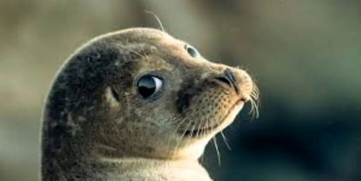 فوک خزری Pusa caspica ؛ تنها پستاندار بومی دریای خزر در آستانه انقراض