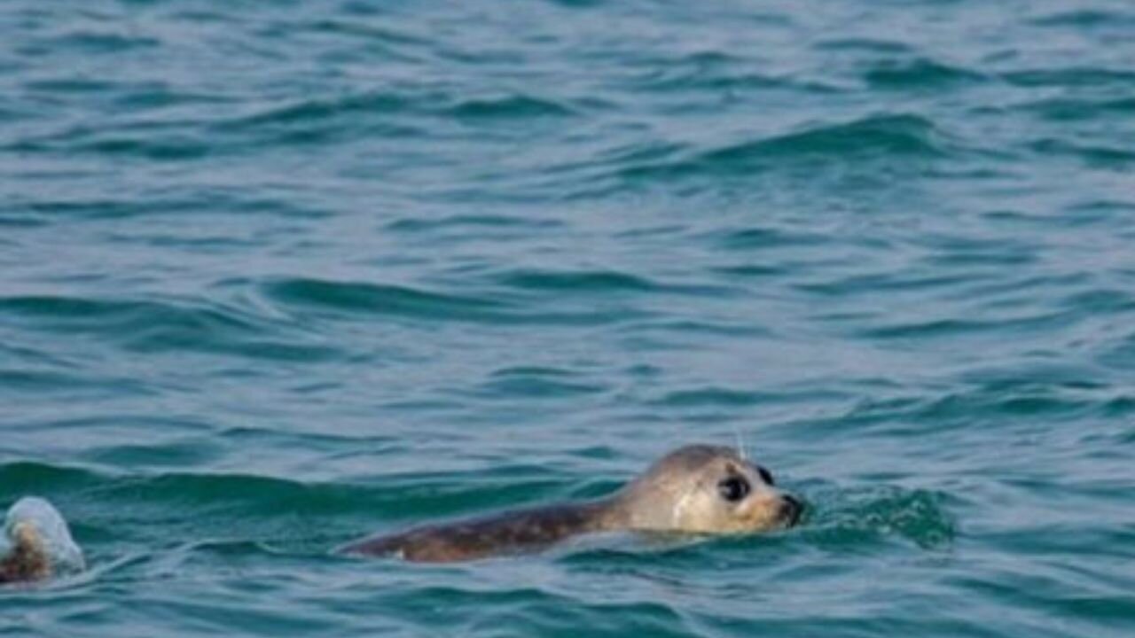 فوک خزری Pusa caspica ؛ تنها پستاندار بومی دریای خزر در آستانه انقراض