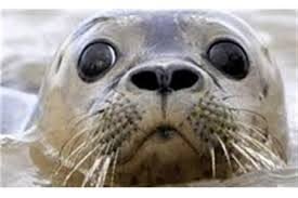 فوک خزری Pusa caspica ؛ تنها پستاندار بومی دریای خزر در آستانه انقراض