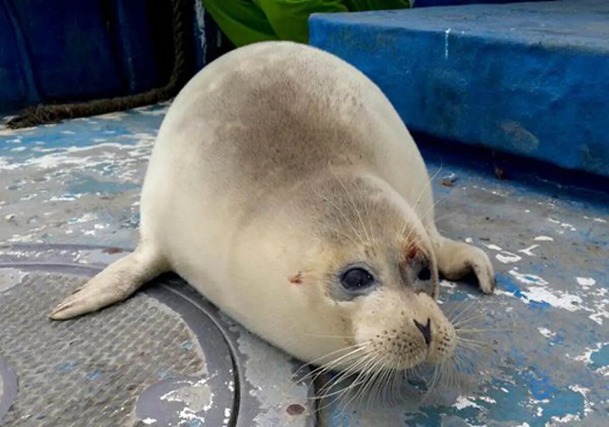 فوک خزری Pusa caspica ؛ تنها پستاندار بومی دریای خزر در آستانه انقراض