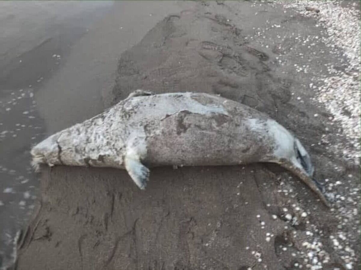 فوک خزری Pusa caspica ؛ تنها پستاندار بومی دریای خزر در آستانه انقراض