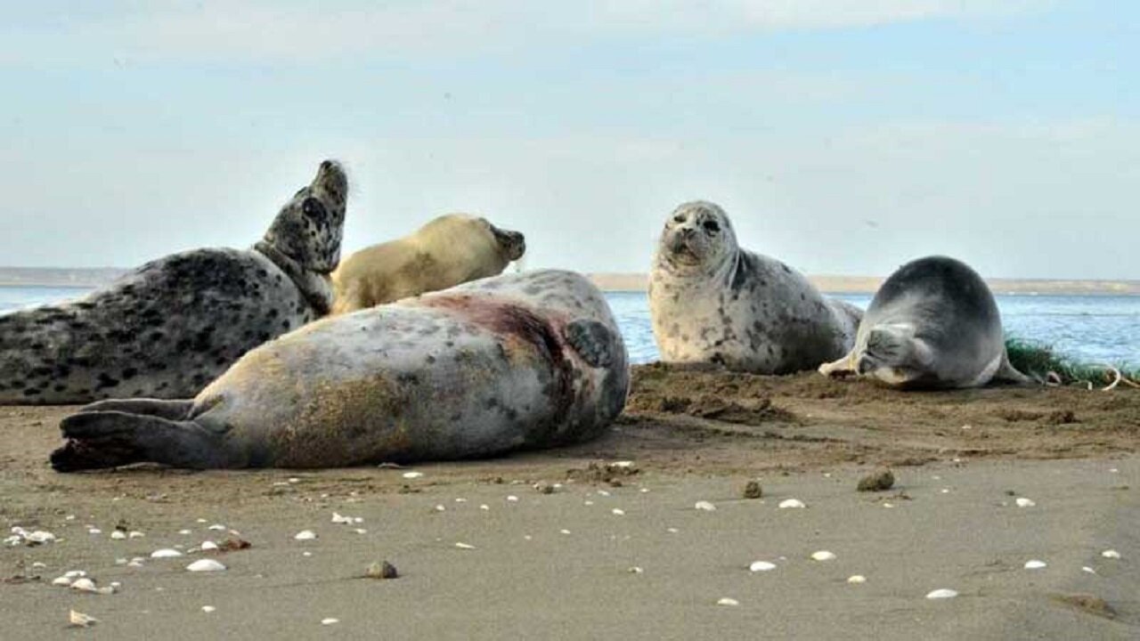 فوک خزر؛ نگهبان فراموش شده بزرگترین دریاچه جهان