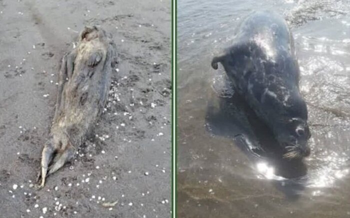 فوک خزری Pusa caspica ؛ تنها پستاندار بومی دریای خزر در آستانه انقراض