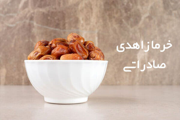 خرمای زاهدی صادراتی