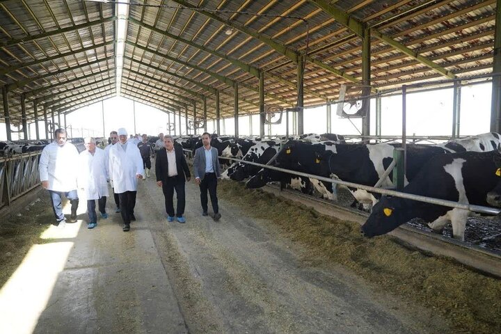 کرمانشاه ظرفیت بزرگی در حوزه دامداری دارد